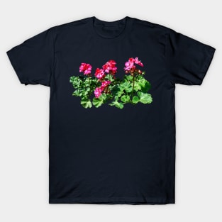 Geraniums In a Row T-Shirt